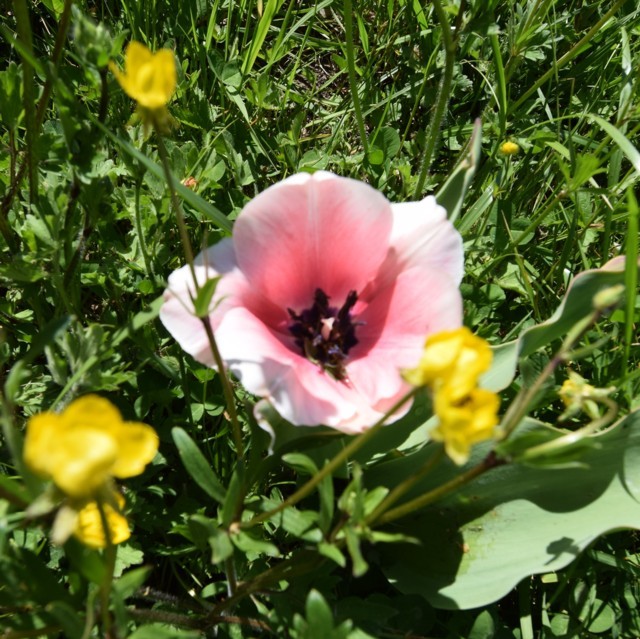 Tulipani Giardinity Villa Pisani