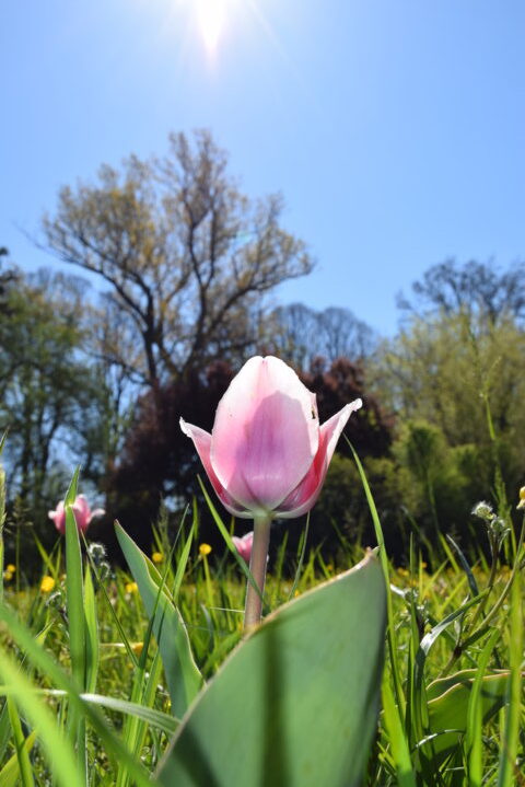 Tulipani Giardinity Villa Pisani