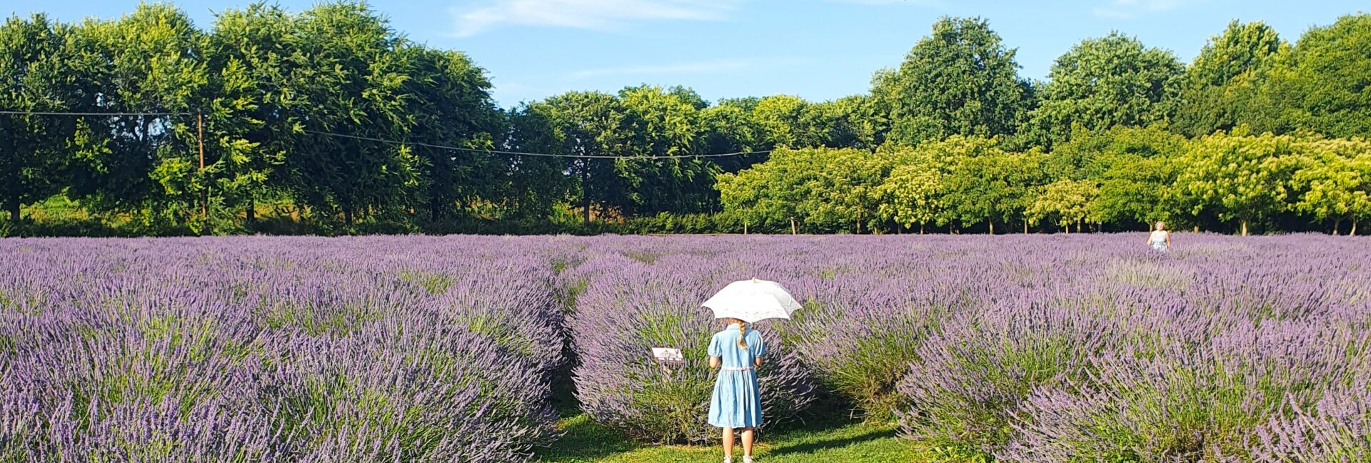 labirinto di lavanda